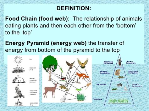 A food web is a detailed interconnecting diagram that shows the overall food relationships between organisms in a particular environment. 1st relationships & food chains: notes on energy flow ...