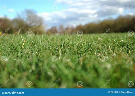 Grass Horizon Stock Photo Image Of Level Fields Blue 689360