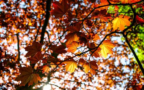 Download Wallpaper 3840x2400 Leaves Maple Branch Rays 4k Ultra Hd 16