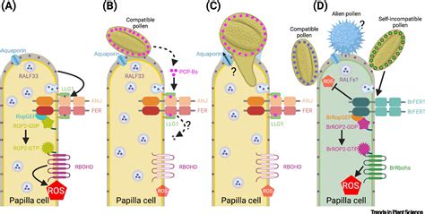 Stigmatic ROS: regulator of compatible pollen tube perception?: Trends
