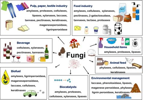 Uses Of Fungi Study Guide Inspirit Learning Inc