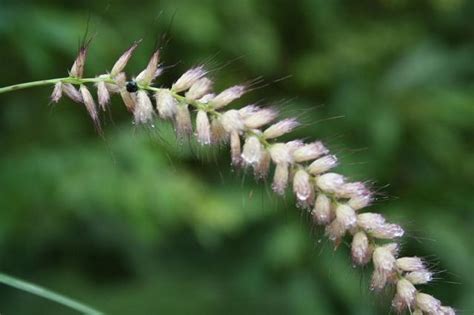 We did not find results for: Nigeria grass (Pennisetum pedicellatum) | Feedipedia