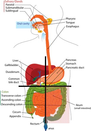 Its function is to transport substances in the blood, around the body. Right Side Abdominal Pain (Upper and Lower) Causes and ...