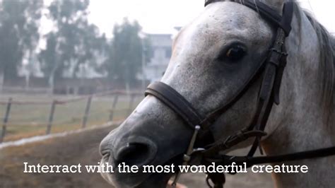 Be a member with only rm150 per year. Horse Riding Club Lahore-Mariner's Saddle club - YouTube