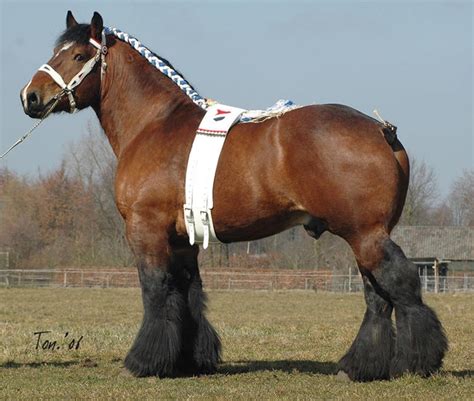 Worlds 10 Most Beautiful Draft Horse Breeds And Heavy Horses Pethelpful