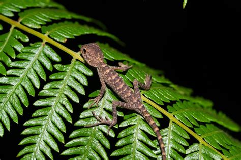 What Do Lizards Do At Night A Comprehensive Guide Coachella Valley
