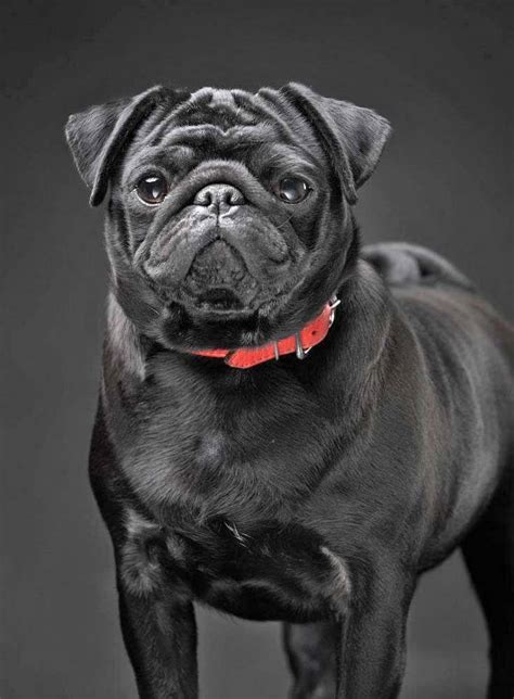 Black Dog Names Perfect For Your Male Or Female Pup