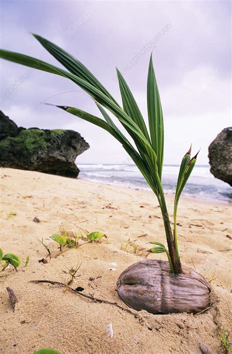 Germinating Coconut Palm Stock Image B7870418 Science Photo Library