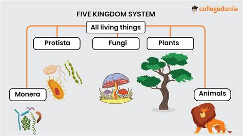 Classification Of Living Things 5 Kingdoms