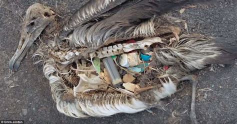 Albatrosses Killed By Plastic On A Remote Pacific Island Daily Mail