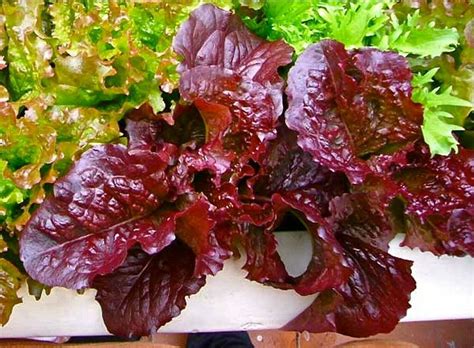 Red Salad Bowl Lettuce Lactuca Sativa