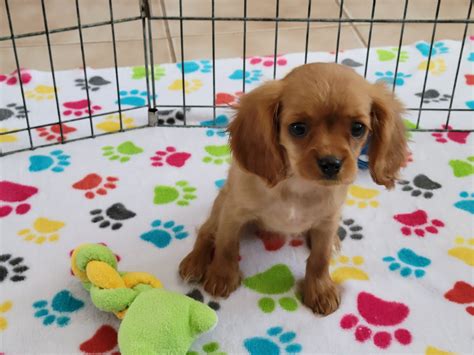Annie Female Cavalier King Charles Spaniel Buy Puppies In Tucson With