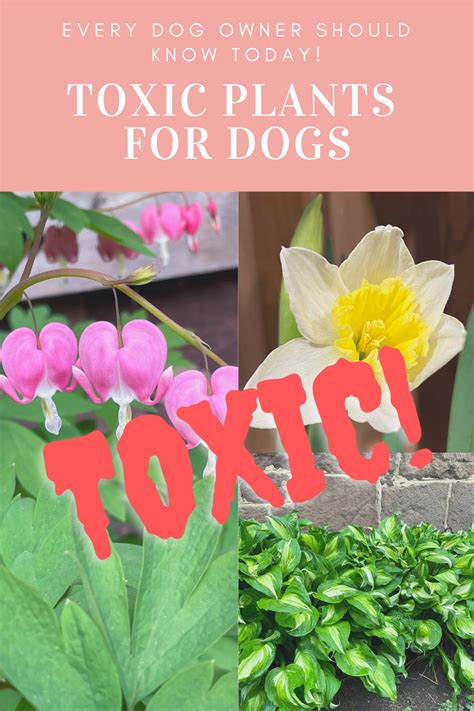 Toxic Plants For Dogs That EVERY Dog Owner Should Know Today!