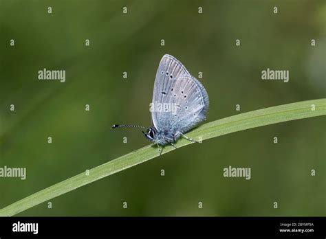 Small Blue Butterfly Cupido Minimus Male Uk Stock Photo Alamy