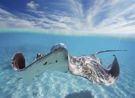 Underwater Stingray 2 Photograph By M Swiet Productions
