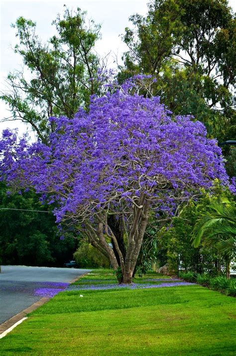 Purple flowers add vibrant color to a garden. Curiosity is Key | Jacaranda tree, Beautiful gardens ...