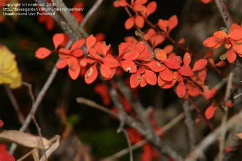 Plant Identification Closed Delicate Bright Red Plant 3 Pics 1 By
