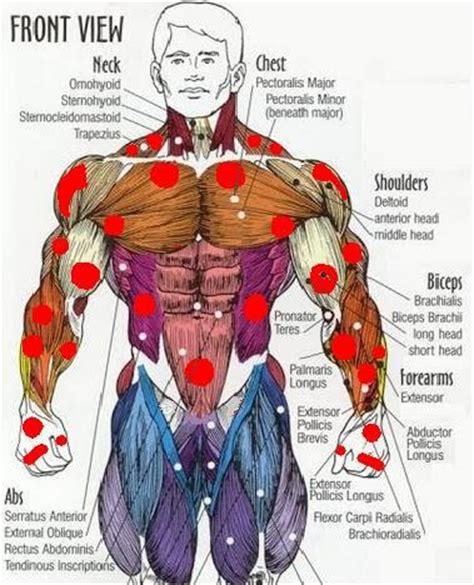Anatomical diagram showing a front view of muscles in the human body. Probes