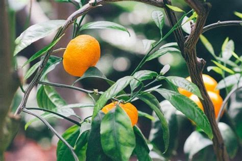 Benefits Of Oranges That You Need To Know Kill Weeds Naturally How To