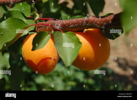 Pair Of Aprium Stone Fruit Hybrid Of Apricot And Plum Ready For Harvest