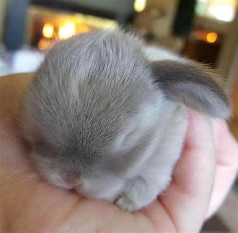 Cute Adorable Baby Bunnies By Blue Clover Rabbitry Baby Animals