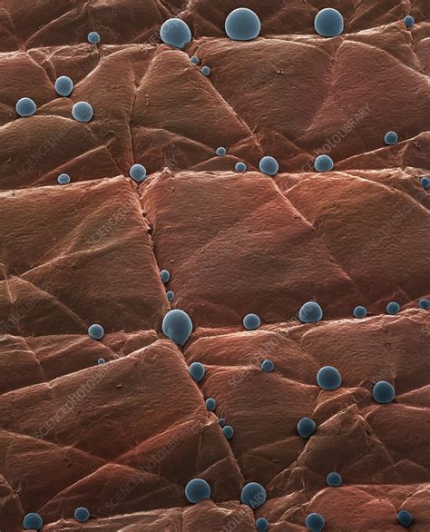 Skin Surface Sem Stock Image C0178493 Science Photo Library