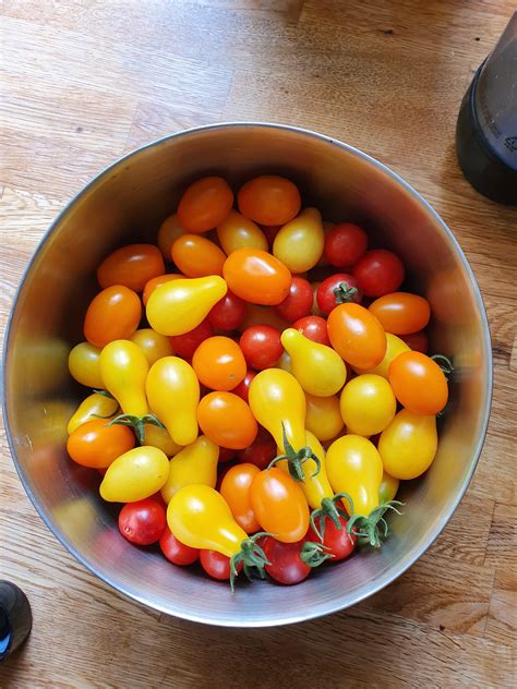 First Harvest Of The Snacking Tomatoes Rgardening