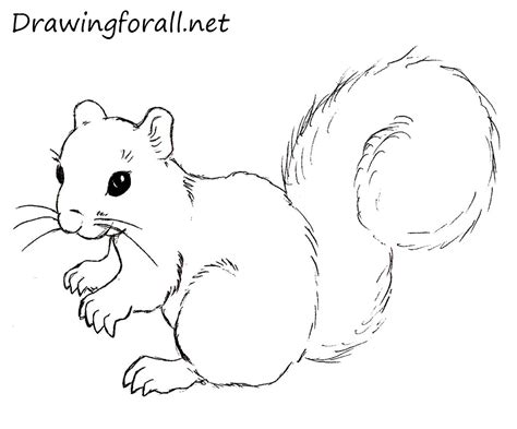 Learn how to draw and sketch squirrels and create great cartoons, illustrations and drawings with these free. How to Draw a Squirrel