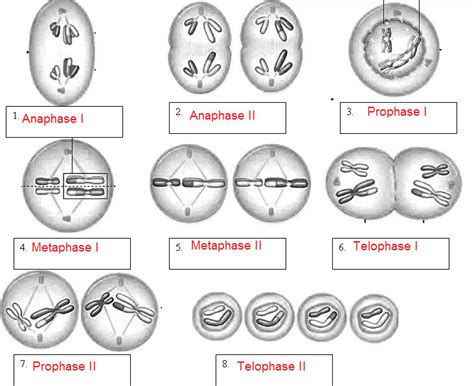 Meiosis review worksheet answer key pdf teaches us to control the. Meiosis Worksheet Answers | Homeschooldressage.com