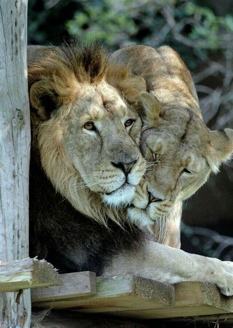 Pin By Titia Cristina On Leone Lion Love Animals Beautiful Feral Cats