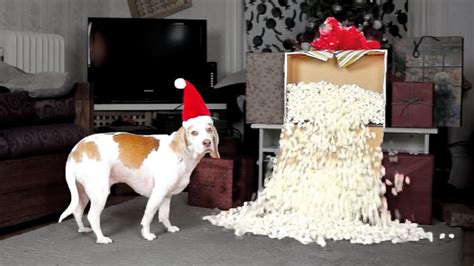 Dog Gets Popcorn Fountain For Christmas Cute Dog Maymo Youtube