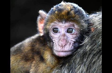 Macaque Description Habitat Image Diet And Interesting Facts