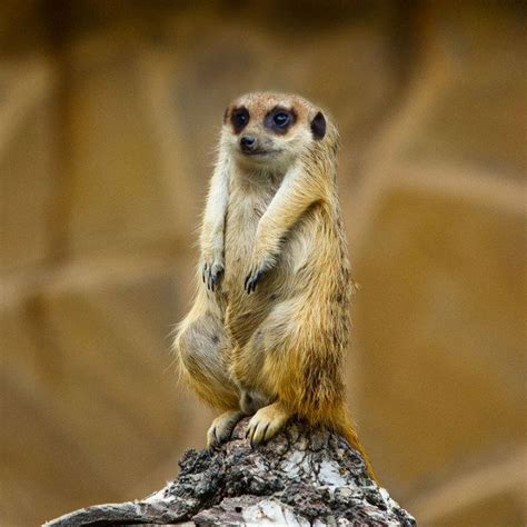 64 Best Meerkats Images On Pinterest Wild Animals Adorable Animals