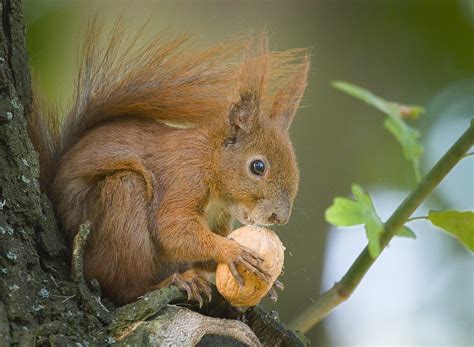 Nutty Squirrel Red Squirrel Sciurus Vulgaris Perched On Flickr