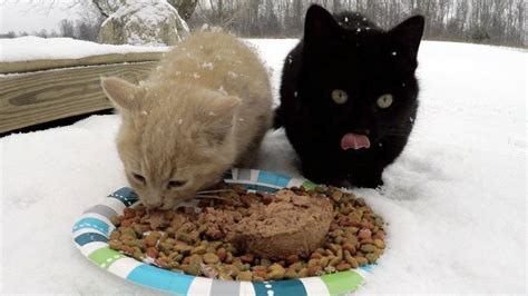 Feeding Feral Kittens Youtube