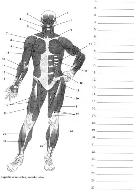 Muscular System Labeling Worksheets