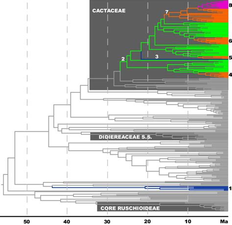 Time Calibrated Phylogeny Of The Cacti And Their Relatives Colored