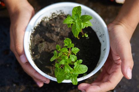 Hierbabuena Cómo Sembrar Esta Hieba De Olor Y Todo Sobre Su Cultivo