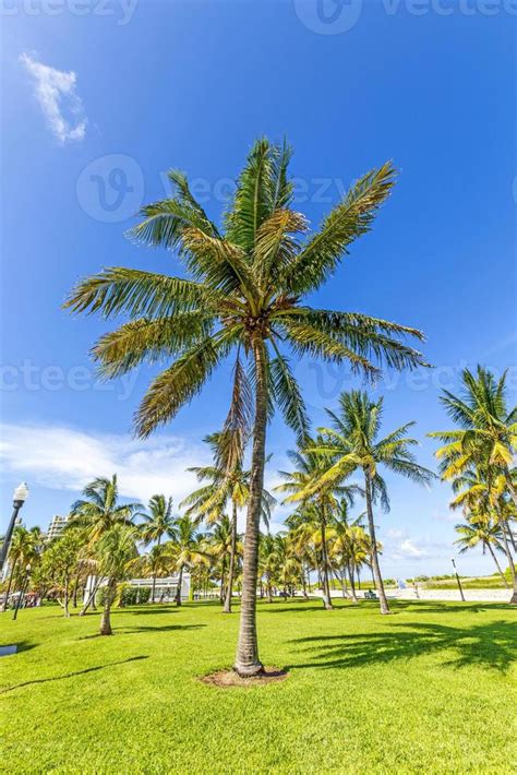 Beautiful Miami Beach With Palm Trees 785218 Stock Photo At Vecteezy