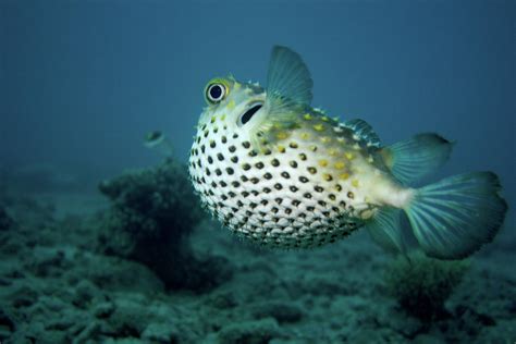 Porcupine Pufferfish Swimming Away Photograph By Kjeld Friis Dk