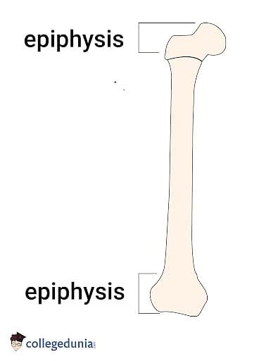 Epiphysis Types Structure Bones And Diaphysis