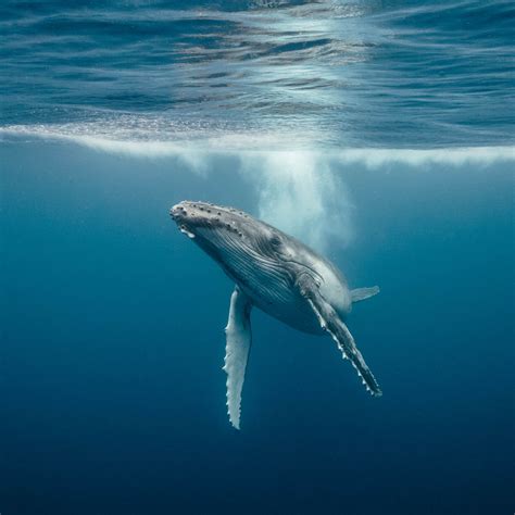 Whale Behaviour Whale Underwater Water Animals