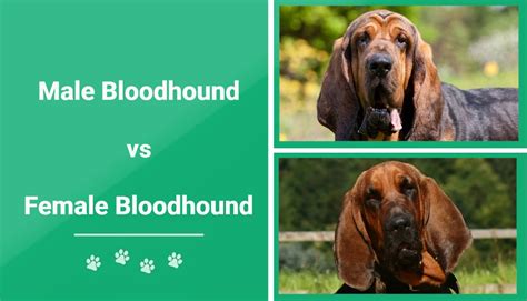 Male Vs Female Bloodhounds The Difference With Pictures Pet Keen