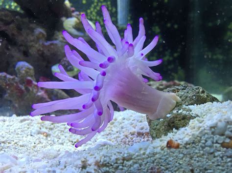 Purple Sea Anemone More Saltwater Aquarium Fish Saltwater Tank Reef