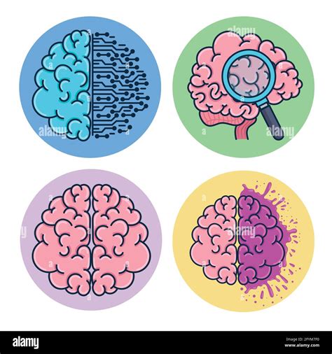 Set Of Brains Humans Stock Vector Image And Art Alamy