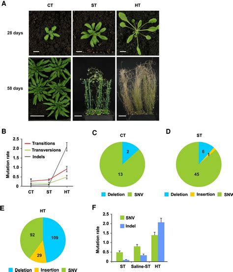 Thermal Stress Accelerates Arabidopsis Thaliana Mutation Rate