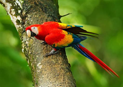 28 Scarlet Macaw Facts Ara Macao Guide To Both Subspecies In 2020