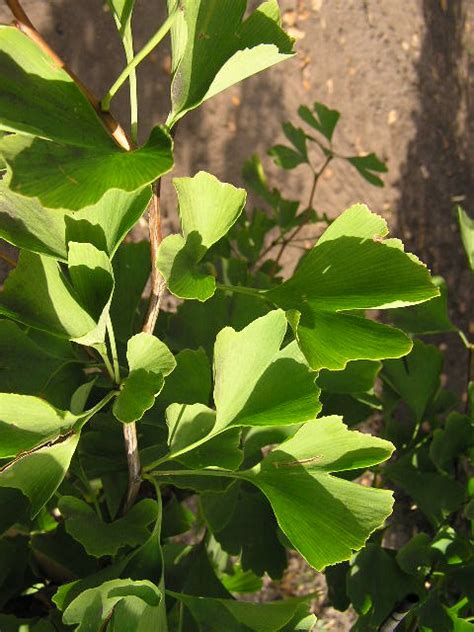 Ginkgo biloba, commonly known as ginkgo or gingko (both pronounced /ˈɡɪŋkoʊ/), also known as the maidenhair tree, is the only living species in the division ginkgophyta, all others being extinct. Fächerblattbaum - (Ginkgo biloba) 100-125 cm bestellen Sie ...
