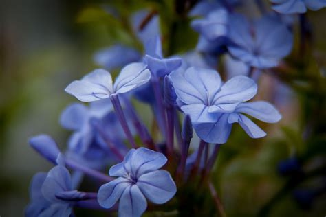 Kostenlose foto Natur blühen Blume Blütenblatt Botanik blau