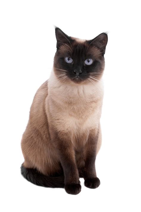Siamese cats are an intelligent and playful cat breed. What Breed Is My Cat? | What Kind Of Cat Do I have? | Find ...